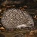 Eastern European Hedgehog - Photo (c) Michał Szkudlark, all rights reserved, uploaded by laotriton