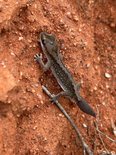 Ranges Stone Gecko
