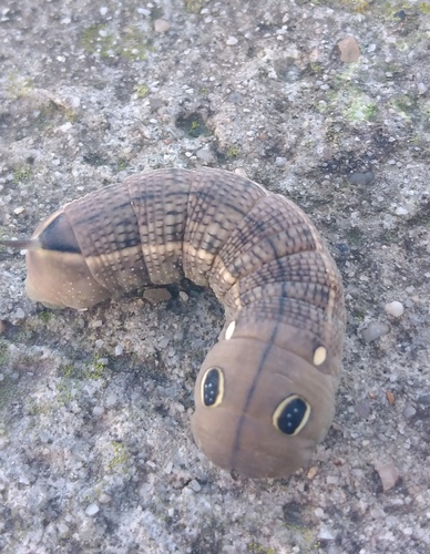 Vine Hawkmoth