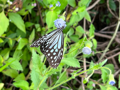 Himalayan Glassy Tiger