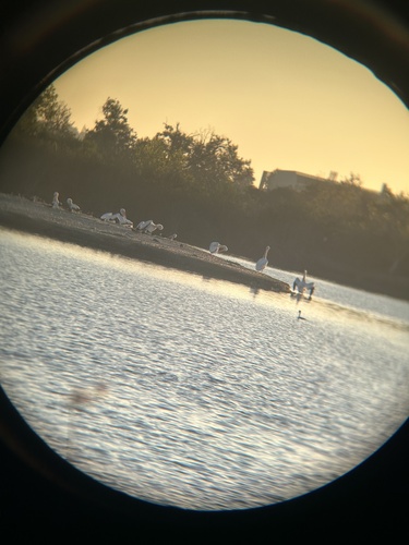 iNaturalist observation photo of American White Pelican