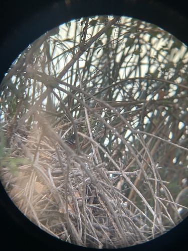 iNaturalist observation photo of Spotted Towhee