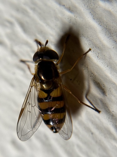 Unknown species found near Vashon Island, Vashon, WA, US