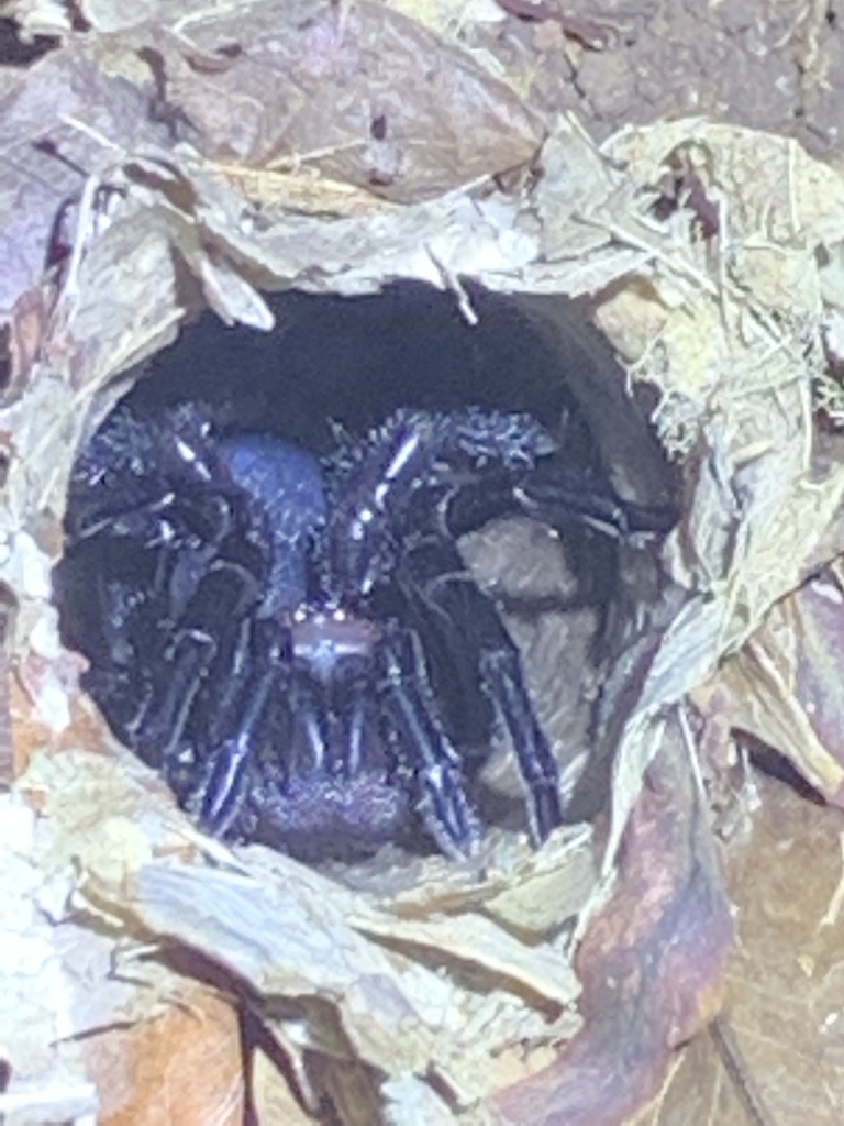 Mygalomorphs from Tanintharyi, MM on November 13, 2019 at 0942 PM by