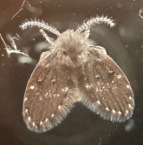 Unknown species found near NE 16th Way, Gresham, OR, US