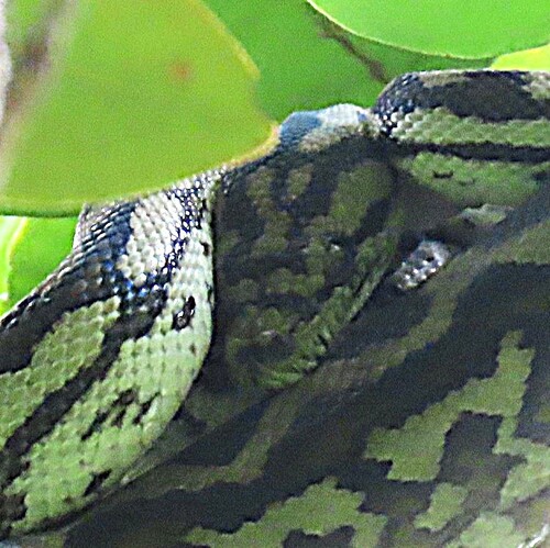 Jungle Carpet Python sighting