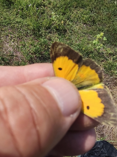 Clouded Yellow