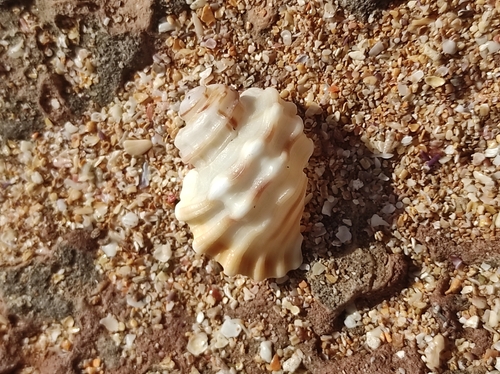 Cabestana cutacea