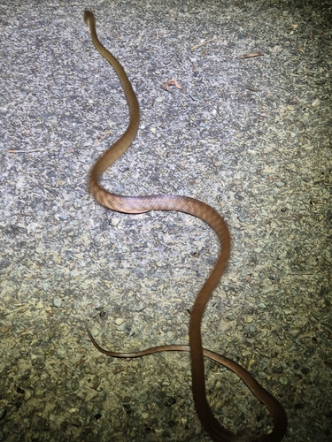 Brown Tree Snake sighting