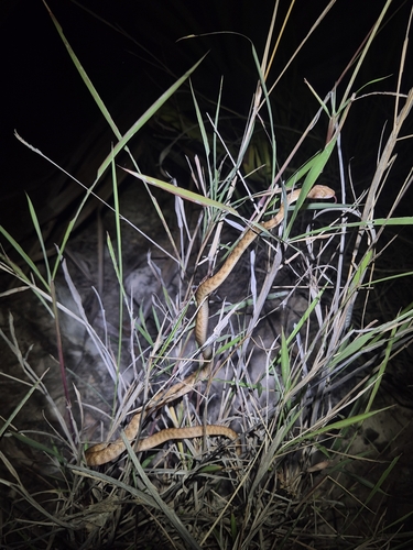 Brown Tree Snake sighting