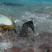 Observation photo