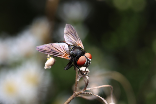 Phasia zimini