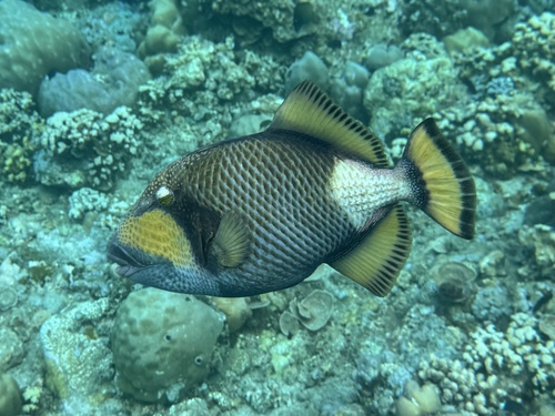 Titan Triggerfish — seen at this dive site