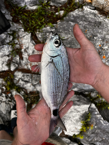 Oblada melanurus
