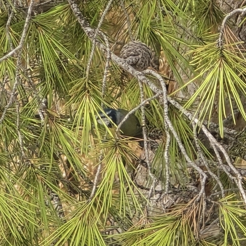 Avistamiento Cyanistes caeruleus