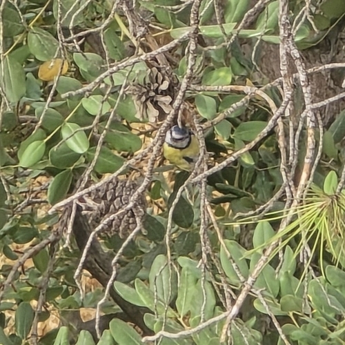 Avistamiento Cyanistes caeruleus