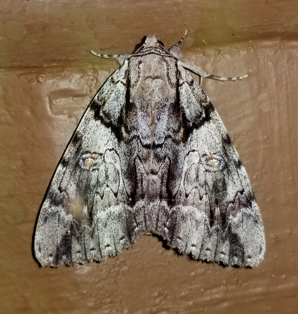 Widow Underwing from Fentress County, TN, USA on September 16, 2025 at ...