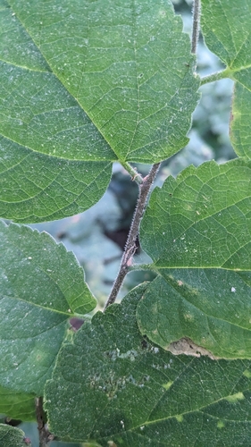 common hackberry