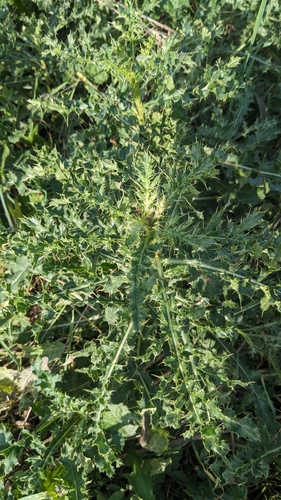 creeping thistle