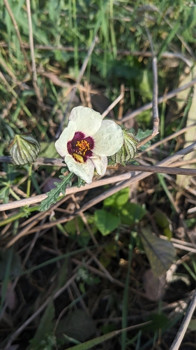 flower-of-an-hour