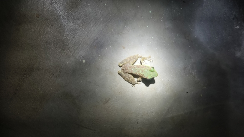 Marbled Cascade Frog