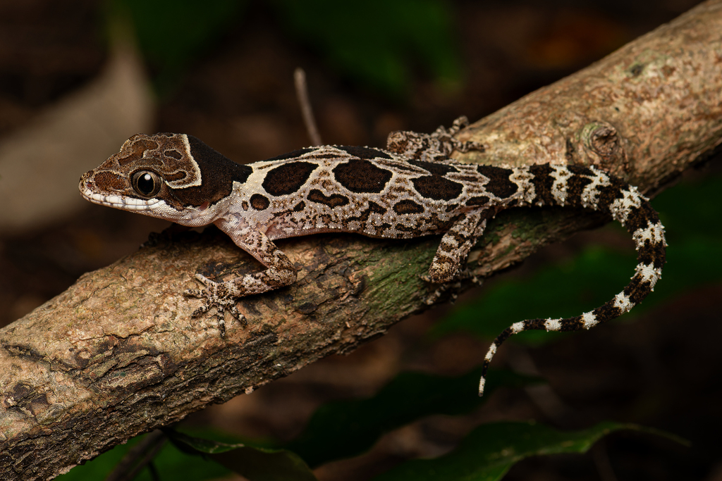 Angled Forest Gecko (Cyrtodactylus angularis)