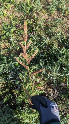 barnyardgrass