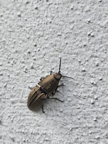 Chalcolepidius silbermanni