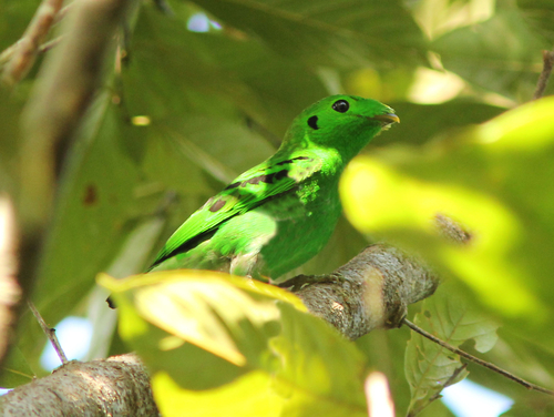 Subspecies Calyptomena viridis caudacuta · iNaturalist