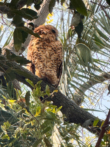 Pel's Fishing-Owl