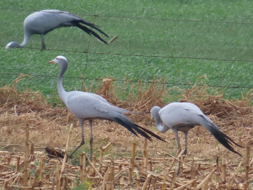 Blue Crane