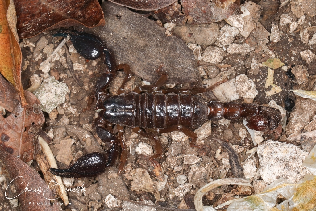 Cozumel Scorpion (Diplocentrus cozumel) · iNaturalist