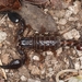 Cozumel Scorpion - Photo (c) Chris Benesh, all rights reserved, uploaded by Chris Benesh