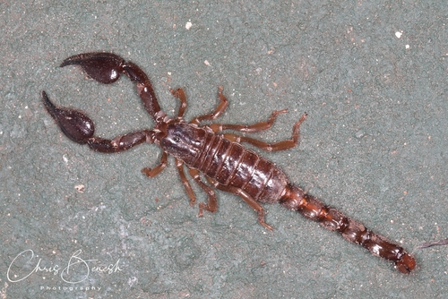 Cozumel Scorpion