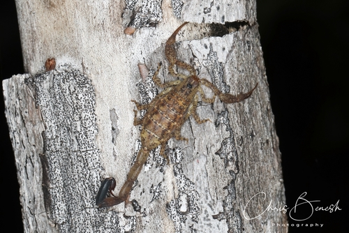 Centruroides yucatanensis
