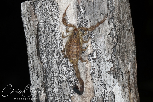 Centruroides yucatanensis