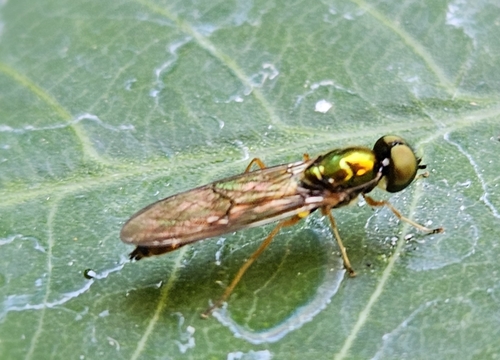 Unknown species found near Clark County, US-WA, US