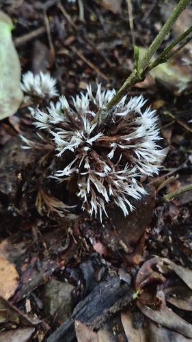 Urchin Earthfan (Thelephora penicillata)