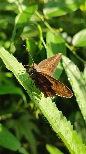 Coyote Cloudywing (Cecropterus coyote)