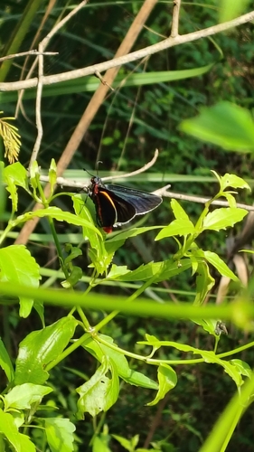 Blue-collared Firetip (Mysoria amra)