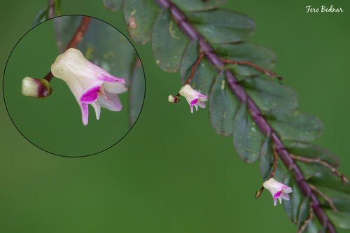 Appendicula
