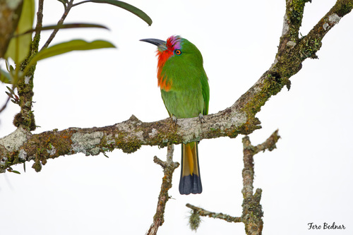 Nyctyornis amictus