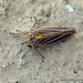 Graphocephala nigrifascia - Photo 由 Juan Carlos Garcia Morales 所上傳的 (c) Juan Carlos Garcia Morales，保留所有權利