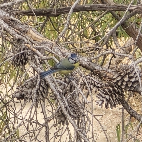 Avistamiento Cyanistes caeruleus