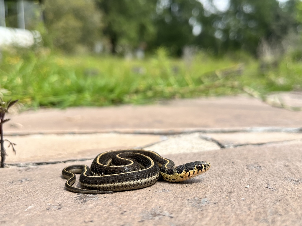 Ahumada’s Alpine Garter Snake in September 2025 by Pablo Hernandez ...