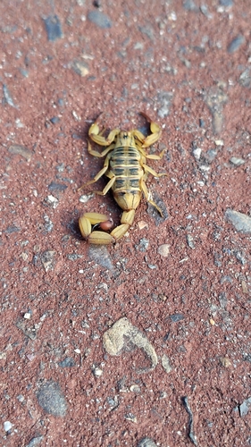 Centruroides bonito (Centruroides bonito)