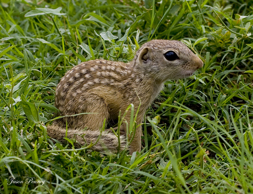 Rio Grande Ground Squirrel
