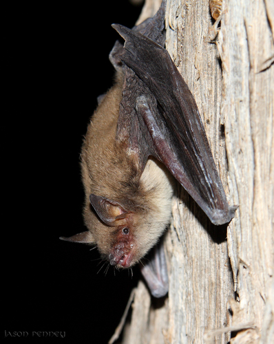 Cave Myotis (Myotis velifer) · iNaturalist.org