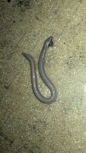 Koh Tao Caecilian