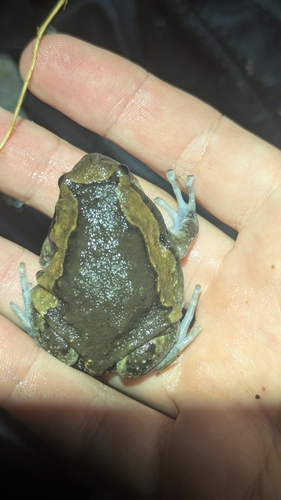 Asian Painted Frog